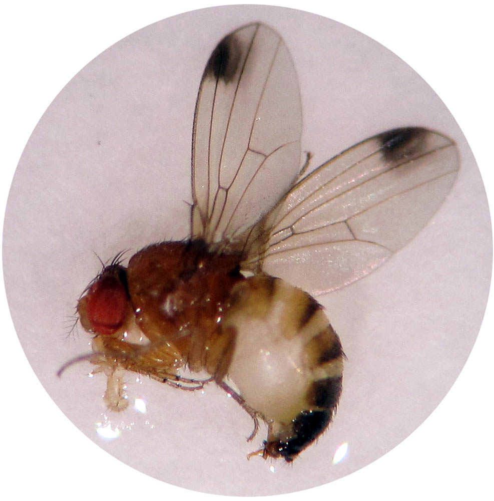 drosophila-suzukii-male-crop