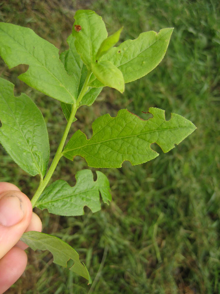 weevil-leaf-notching5