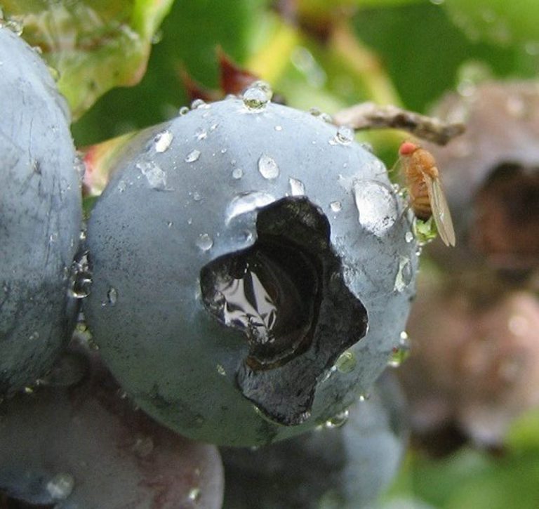Swd Adult Insect Identification Spotted Wing Drosophila (SWD) – Blueberry Field Guide