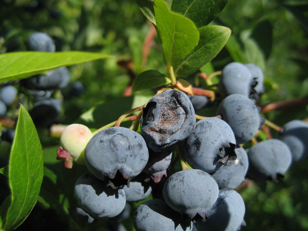 BLUEBERRY ICE 🫐 main image 1