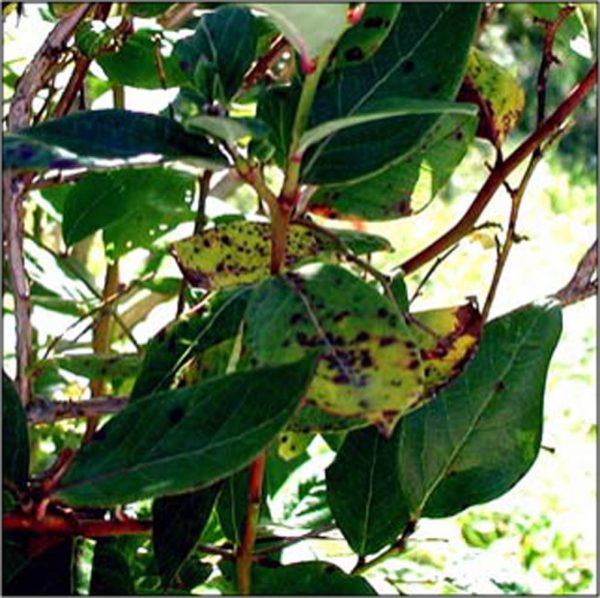 Rust Blueberry Sign Blueberry Leaf Rust – Blueberry Field Guide