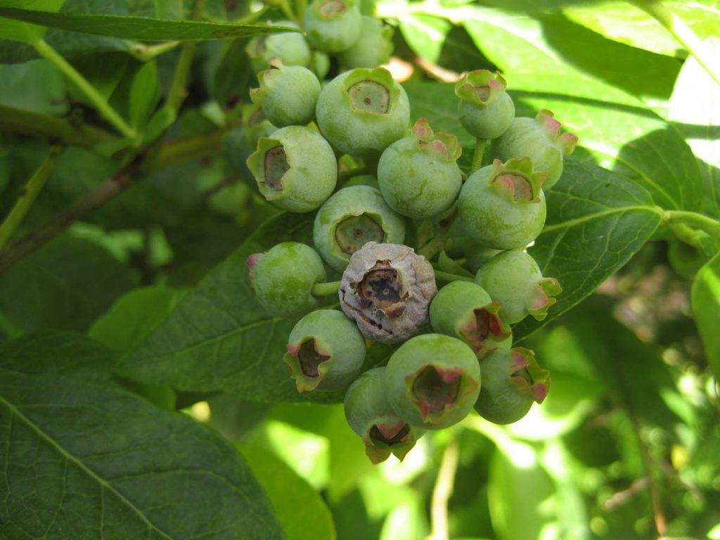 Mummy Berry – Blueberry Field Guide
