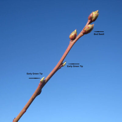 Bud Swell Early Green Tip — Bud Swell