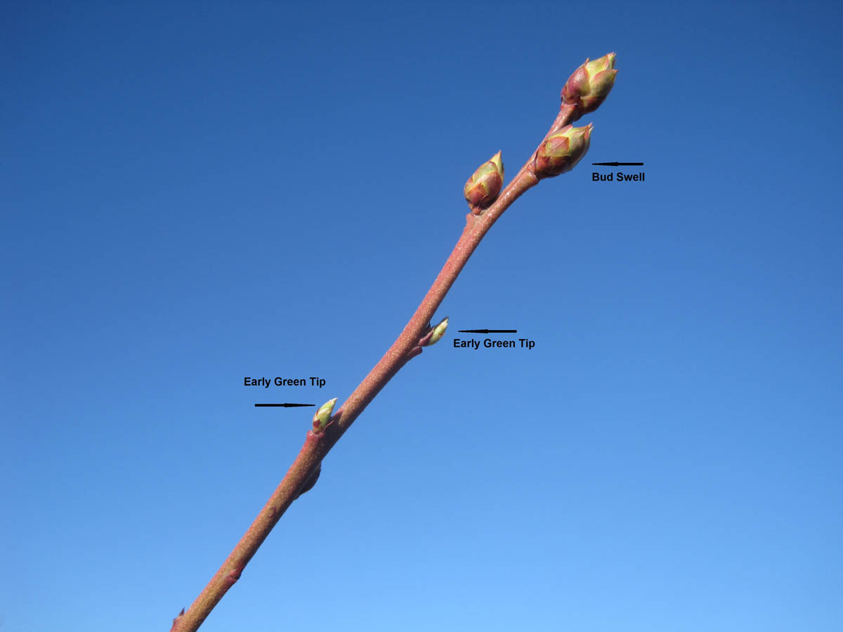 Bud Swell