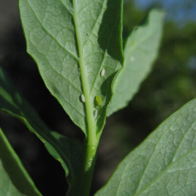 Syrphid Egg — Syrphid Flies