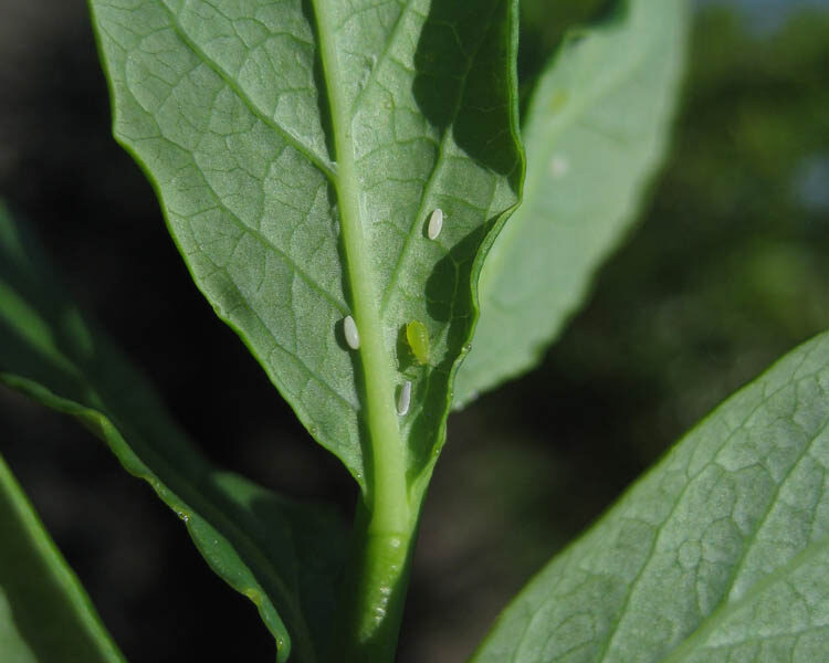 Syrphid Flies