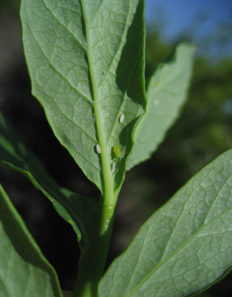 Syrphid Flies