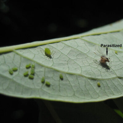 Aphid Colony Adult — Aphids