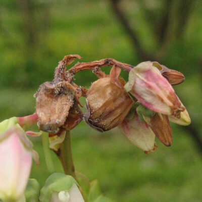 Botrytis Blossom Rot — Botrytis Blight and Fruit Rot