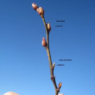 Bud Swell Early Green Tip — Bud Swell