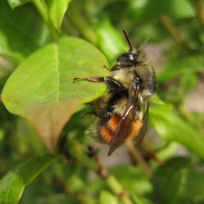 Bumble Bee — Bumble Bees, Apidae