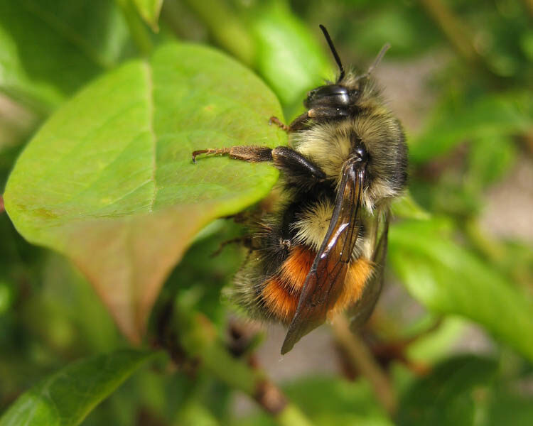 Bumble Bees, Apidae