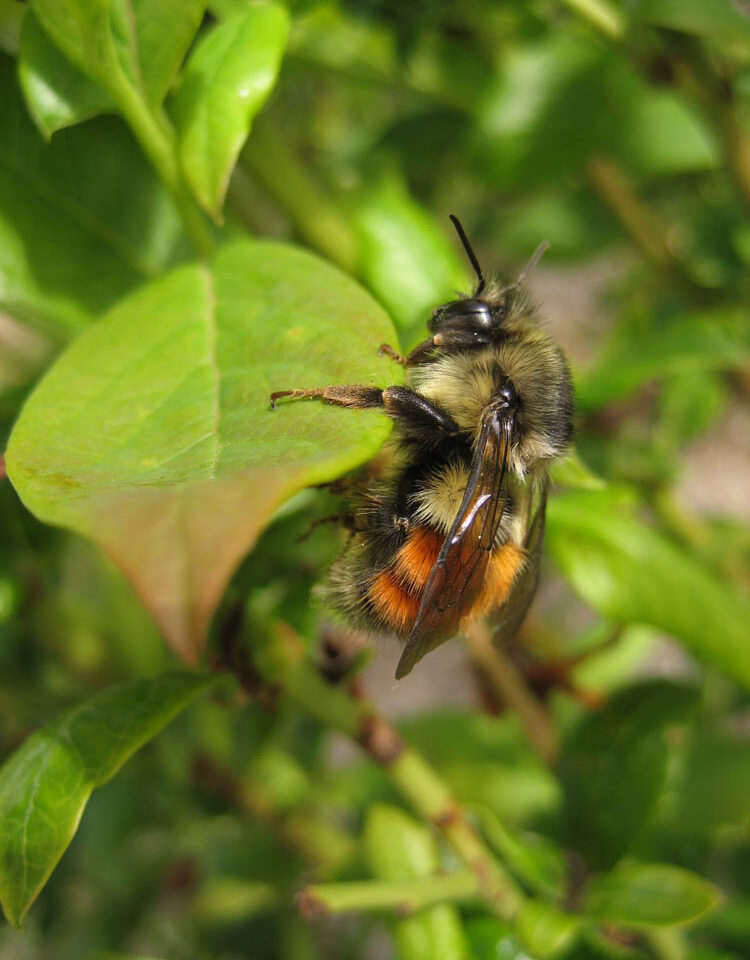 Bumble Bees, Apidae
