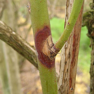 Godronia Canker — Godronia Canker