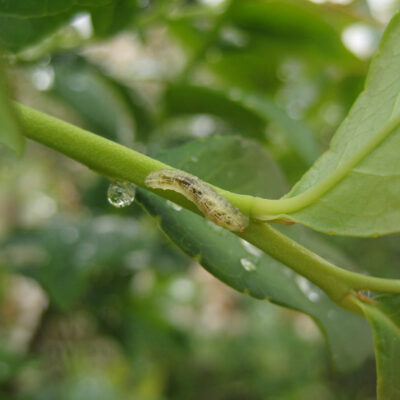 Syrphid Larva — Syrphid Flies