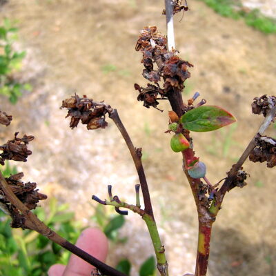 Bacterial Blight — Bacterial Blight