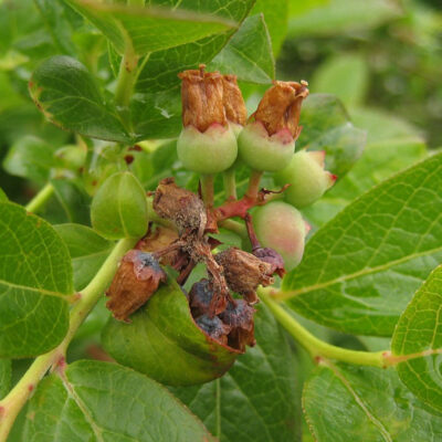 Botrytis Blossom Rot — Botrytis Blight and Fruit Rot