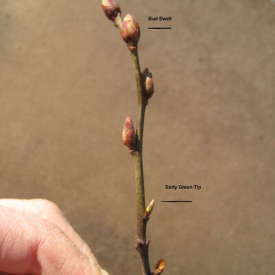 Bud Swell Early Green Tip — Bud Swell