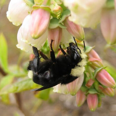 Bumble Bee — Bumble Bees, Apidae