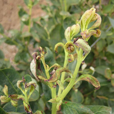 Spider Mite Damage — Mites