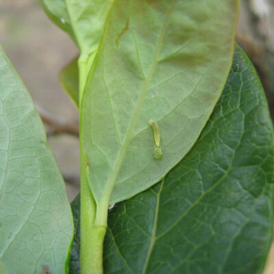 Syrphid Larva — Syrphid Flies