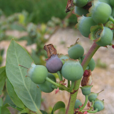 Botrytis Fruit Rot — Botrytis Blight and Fruit Rot