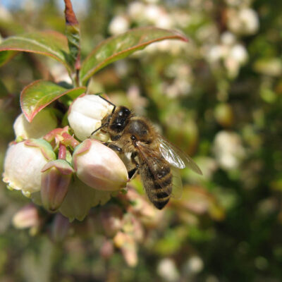 Honey Bee — Mason Bees, Megachilidae