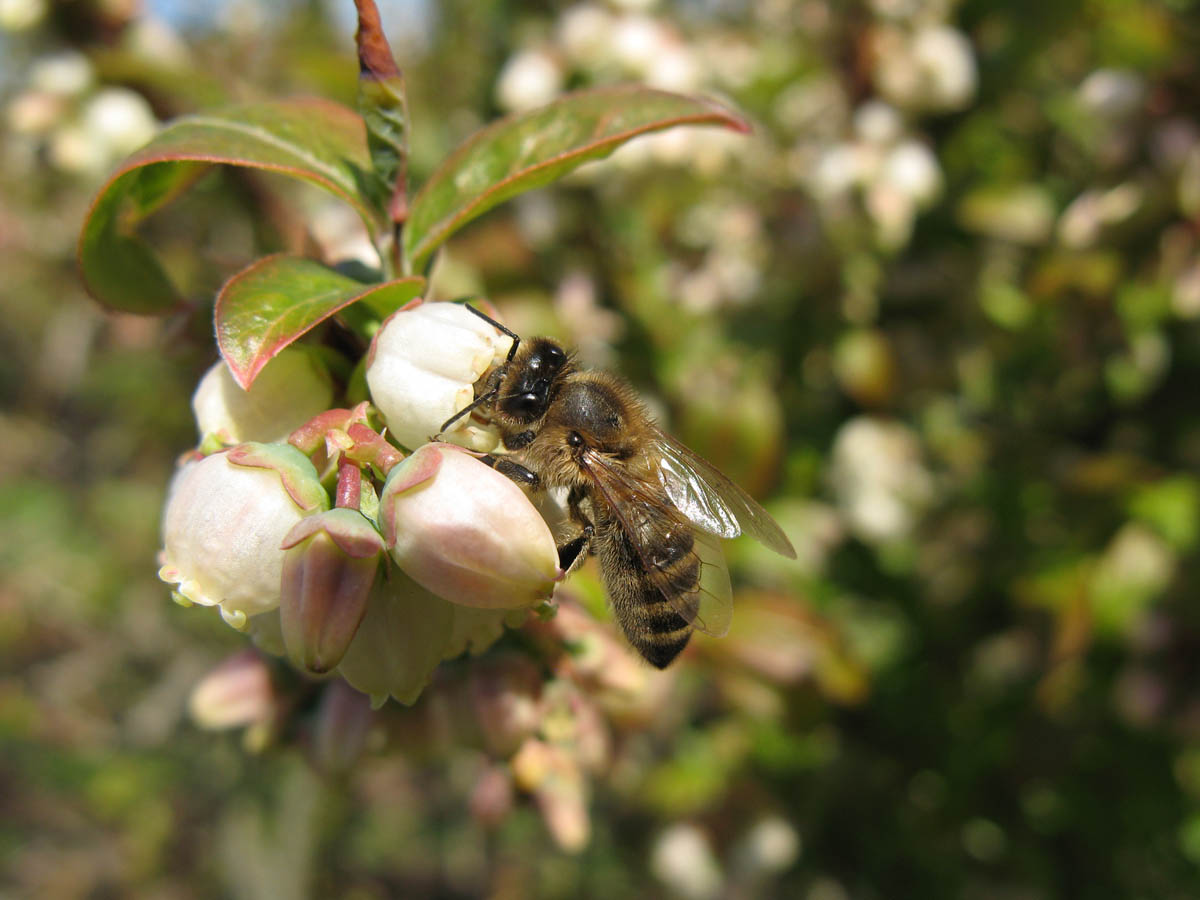 Mason Bees, Megachilidae