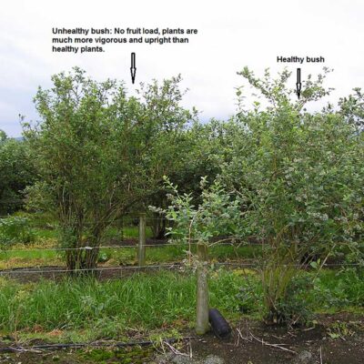 Unhealthy vs Healthy Bush — Premature Fruit Drop