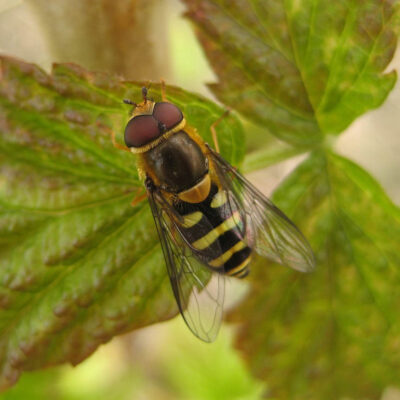 Syrphid Adult — Syrphid Flies
