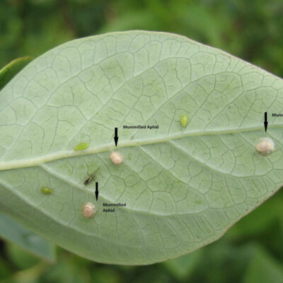 Mummified Aphids — Aphids