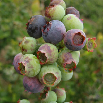 Botrytis Fruit Rot — Botrytis Blight and Fruit Rot