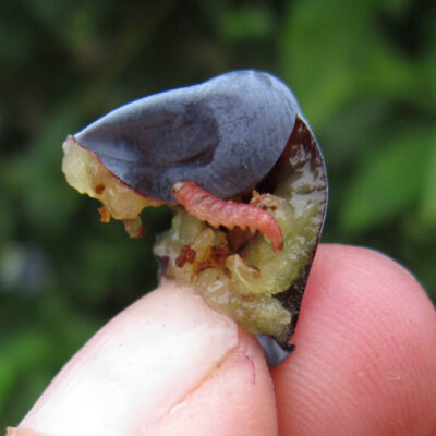 Cherry Fruitworm Larva — Caterpillars – Fruit Feeding