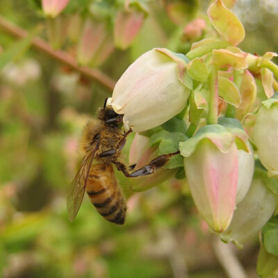 Honey Bee — Mason Bees, Megachilidae