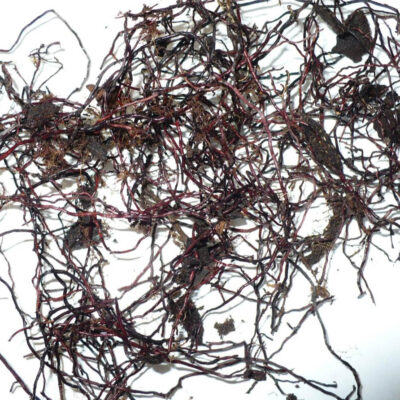 Armillaria Rhizomorphs — Armillaria Root Rot