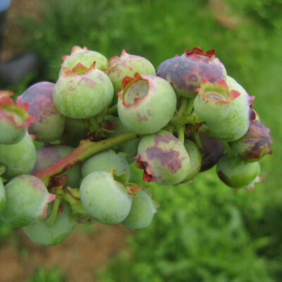 Botrytis Fruit Rot — Botrytis Blight and Fruit Rot