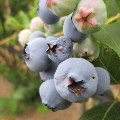 Cherry Fruitworm Damage Holes — Caterpillars – Fruit Feeding