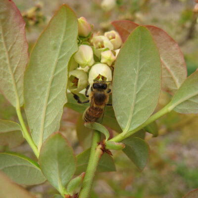 Honey Bee — Mason Bees, Megachilidae