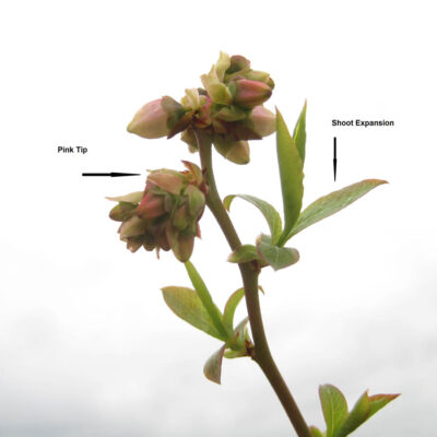 Shoot Expansion Pink Tip — Shoot Expansion