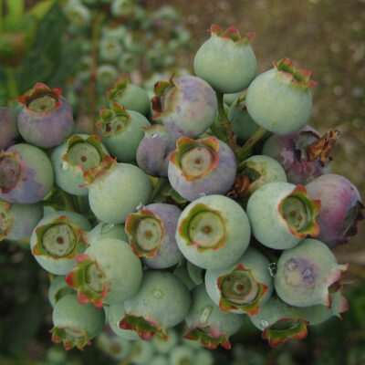 Botrytis Fruit Rot — Botrytis Blight and Fruit Rot