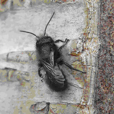 Mason Bee — Mason Bees, Megachilidae