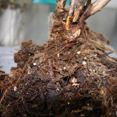 Rhizomorph Of Armilaria On Infected Crown — Armillaria Root Rot