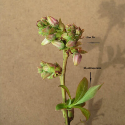 Shoot Expansion Pink Tip — Shoot Expansion