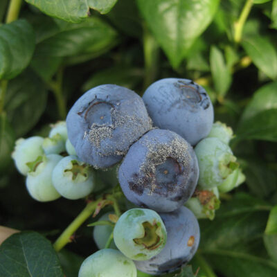 Botrytis Fruit Rot — Botrytis Blight and Fruit Rot