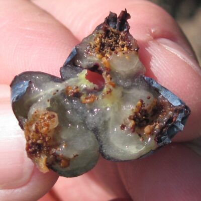 Cherry Fruitworm Damage — Caterpillars – Fruit Feeding
