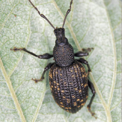 Adult Black Vine Weevil — Weevils