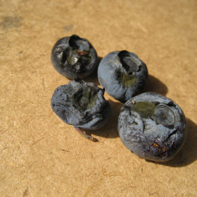Alternaria Fruit Rot — Alternaria Fruit Rot