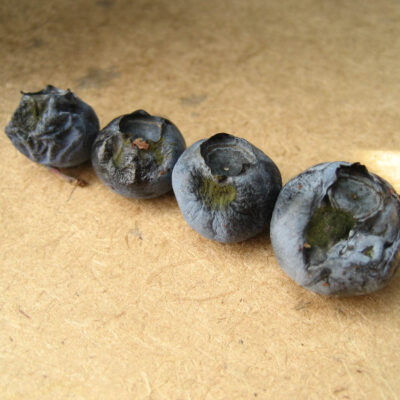 Alternaria Leaf Spot and Fruit Rot — Alternaria Fruit Rot