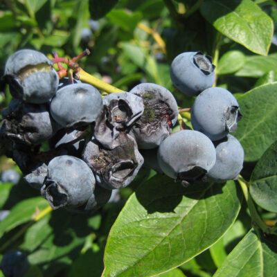 Alternaria Fruit Rot — Alternaria Fruit Rot