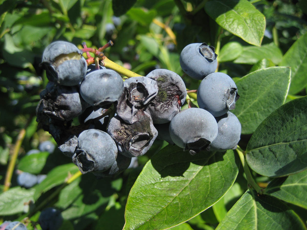 Alternaria Fruit Rot